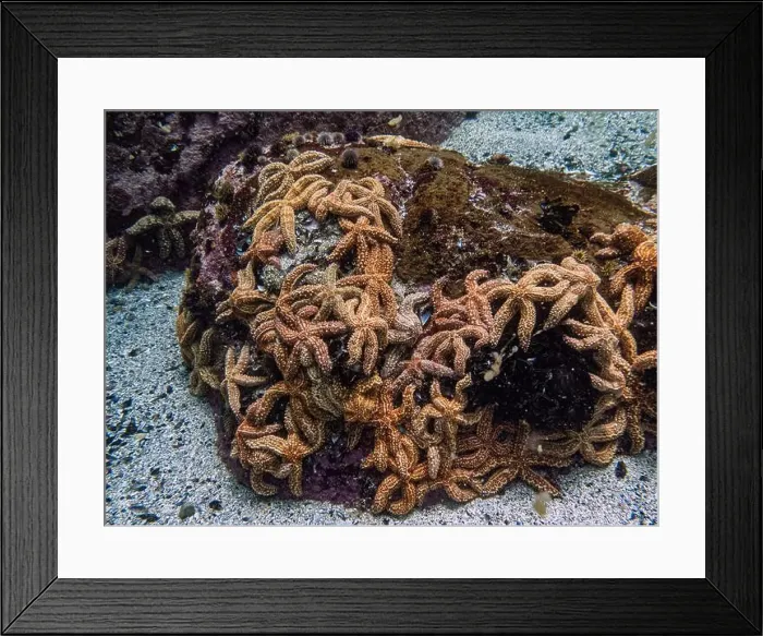 Framed Print : Starfish colony during a dive in Simon's town, Cape Town, South Africa