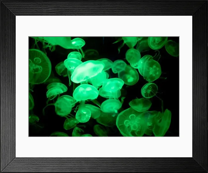 Framed Print : jellyfish glowing green on a black background Framed Print : jellyfish glowing green on a black background
