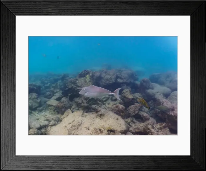 Framed Print : Unicorn Surgeonfish in the coral reef of Maldives island Framed Print : Unicorn Surgeonfish in the coral reef of Maldives island