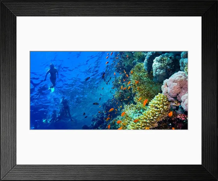Framed Print : Underwater Landscape, Reef Building Corals, Coral Reef, Red Sea, Egypt, Africa Framed Print : Underwater Landscape, Reef Building Corals, Coral Reef, Red Sea, Egypt, Africa