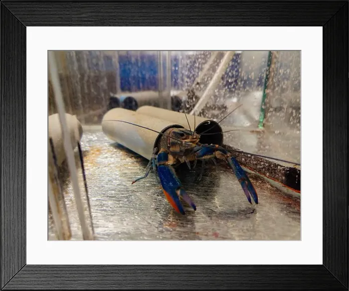 Framed Print : Growing of crayfish. Australian blue crayfish - cherax quadricarinatus in aquarium Framed Print : Growing of crayfish. Australian blue crayfish - cherax quadricarinatus in aquarium