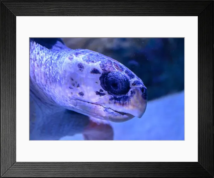 Framed Print : Loggerhead sea turtle swimming in the sea. Close up of turtle in the water