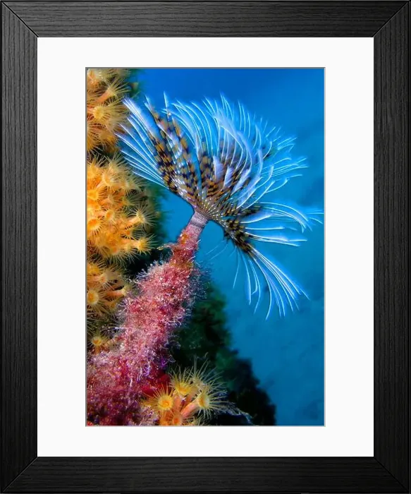 Framed Print : Tubeworm, Fan Worm, Spirographis Framed Print : Tubeworm, Fan Worm, Spirographis