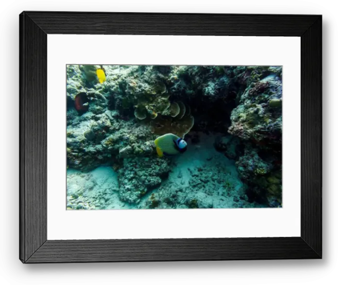 Framed Print : Emperor angelfish (Pomacanthus imperator)in the coral reef of Maldives island Framed Print : Emperor angelfish (Pomacanthus imperator)in the coral reef of Maldives island