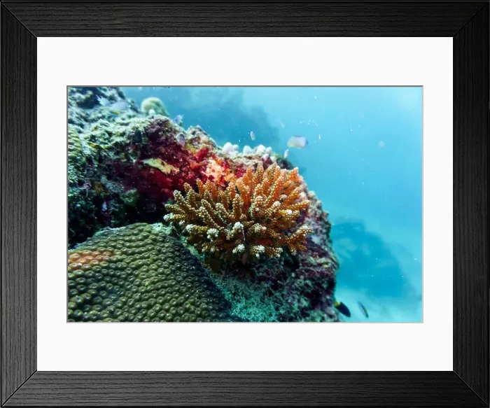 Framed Print : Coral Reef and Tropical Fish on Maldives island Framed Print : Coral Reef and Tropical Fish on Maldives island