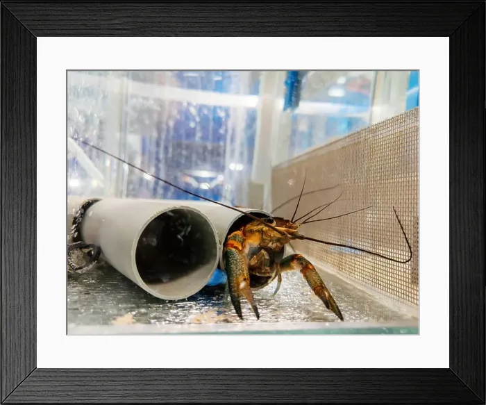 Framed Print : Growing of crayfish. Australian blue crayfish - cherax quadricarinatus in aquarium Framed Print : Growing of crayfish. Australian blue crayfish - cherax quadricarinatus in aquarium