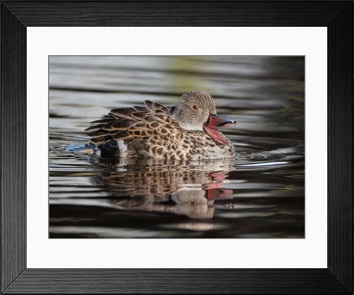 Framed Print : Cape Teal Framed Print : Cape Teal