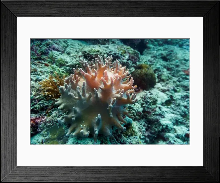 Framed Print : Coral Reef and Tropical Fish on Maldives island Framed Print : Coral Reef and Tropical Fish on Maldives island