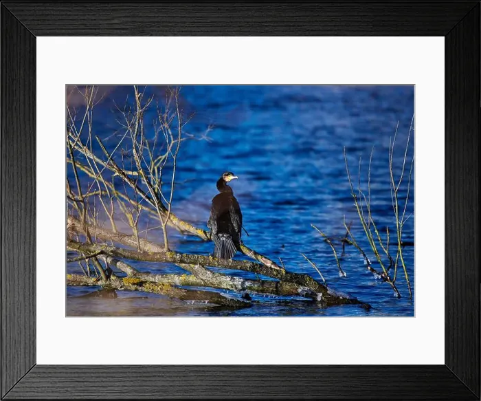 Framed Print : A great cormorant (Phalacrocorax carbo) sitting on a branch above clear blue water