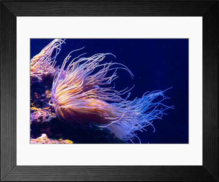 Framed Print : An anemone that the sea current moves its orange tentacles and a dark blue background Framed Print : An anemone that the sea current moves its orange tentacles and a dark blue background
