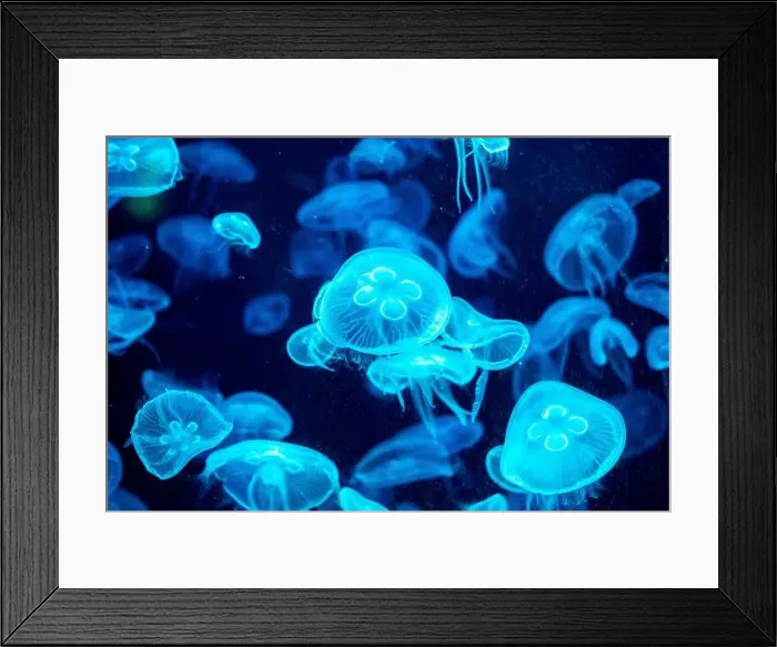 Framed Print : jellyfish glowing blue on a dark blue background Framed Print : jellyfish glowing blue on a dark blue background