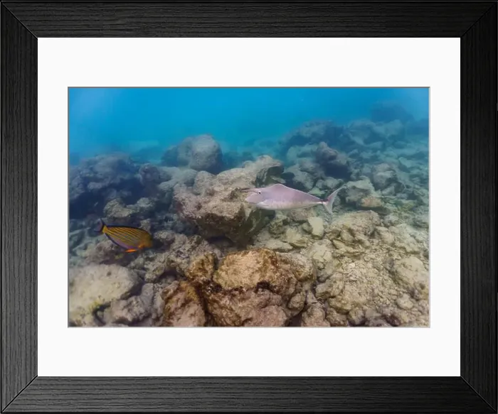 Framed Print : Unicorn Surgeonfish in the coral reef of Maldives island Framed Print : Unicorn Surgeonfish in the coral reef of Maldives island