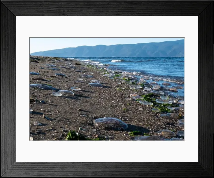 Framed Print : beach, jellyfish and lighthouse in the background Framed Print : beach, jellyfish and lighthouse in the background