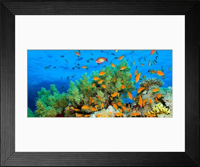 Framed Print : Underwater Landscape, Reef Building Corals, Coral Reef, Red Sea, Egypt, Africa Framed Print : Underwater Landscape, Reef Building Corals, Coral Reef, Red Sea, Egypt, Africa