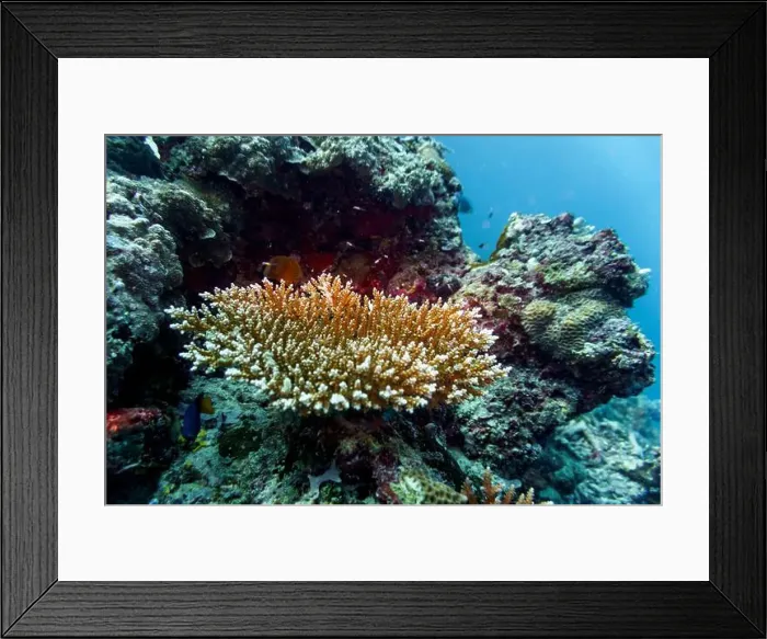 Framed Print : Coral Reef and Tropical Fish on Maldives island Framed Print : Coral Reef and Tropical Fish on Maldives island