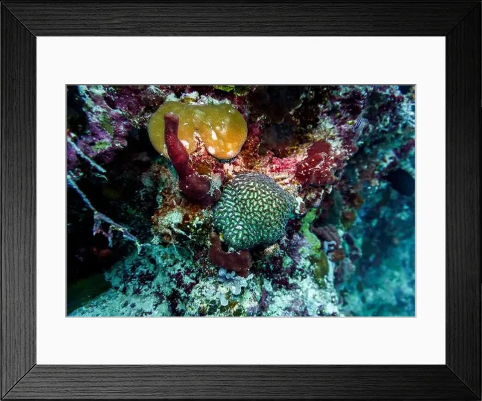 Framed Print : Coral Reef and Tropical Fish on Maldives island Framed Print : Coral Reef and Tropical Fish on Maldives island