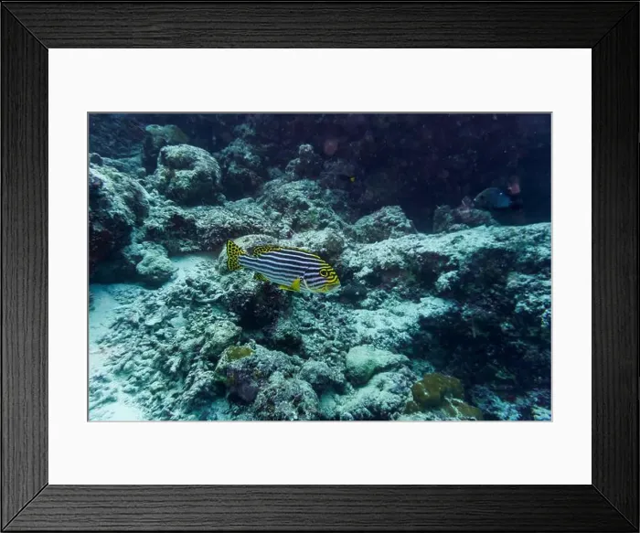 Framed Print : Oriental Sweetlips fish (Plectorhinchus vittatus) in the coral reef of Maldives island Framed Print : Oriental Sweetlips fish (Plectorhinchus vittatus) in the coral reef of Maldives island