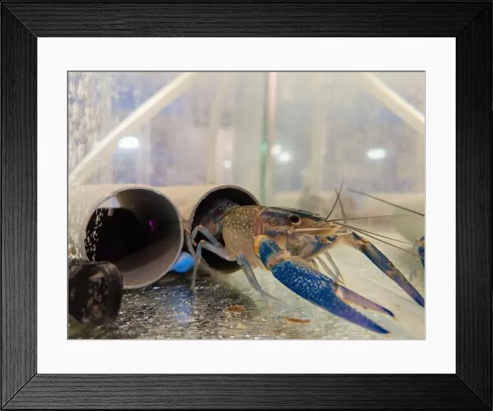 Framed Print : Growing of crayfish. Australian blue crayfish - cherax quadricarinatus in aquarium Framed Print : Growing of crayfish. Australian blue crayfish - cherax quadricarinatus in aquarium