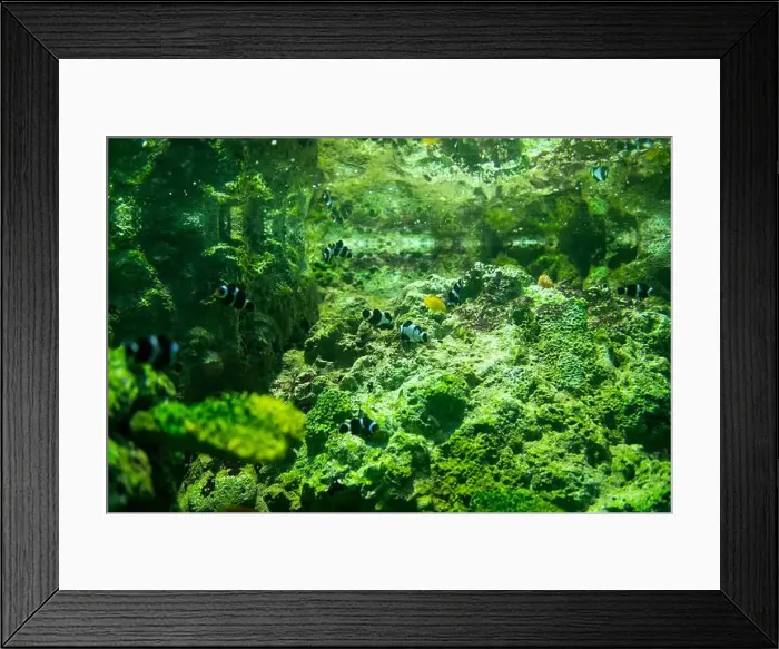 Framed Print : School of Nemo fish in a marine aquarium arranged with water plants and rocks Framed Print : School of Nemo fish in a marine aquarium arranged with water plants and rocks