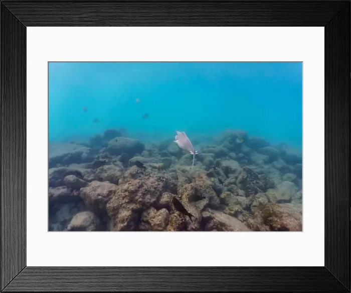 Framed Print : Unicorn Surgeonfish in the coral reef of Maldives island Framed Print : Unicorn Surgeonfish in the coral reef of Maldives island
