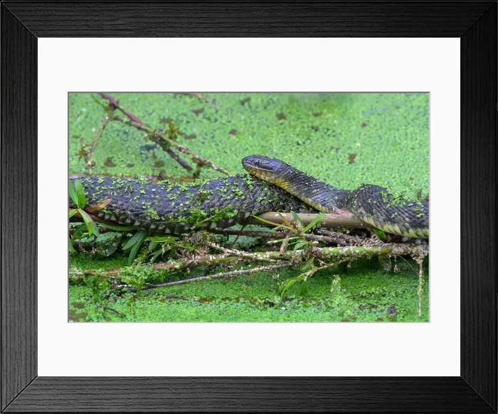 Framed Print : Common (or northern, eastern) watersnake (Nerodia sipedon) sunbathing in duckweed, High Island, Texas, USA Framed Print : Common (or northern, eastern) watersnake (Nerodia sipedon) sunbathing in duckweed, High Island, Texas, USA