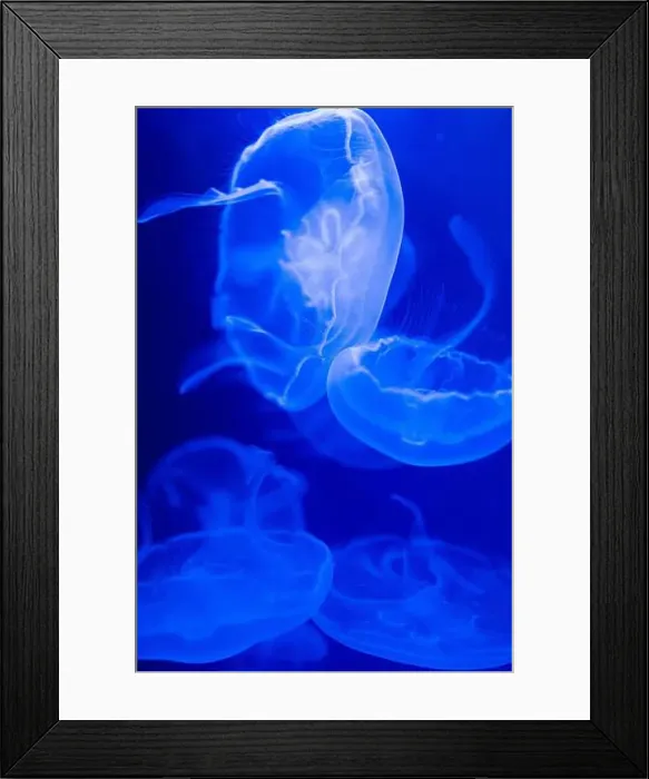 Framed Print : A lion's mane jellyfish underwater