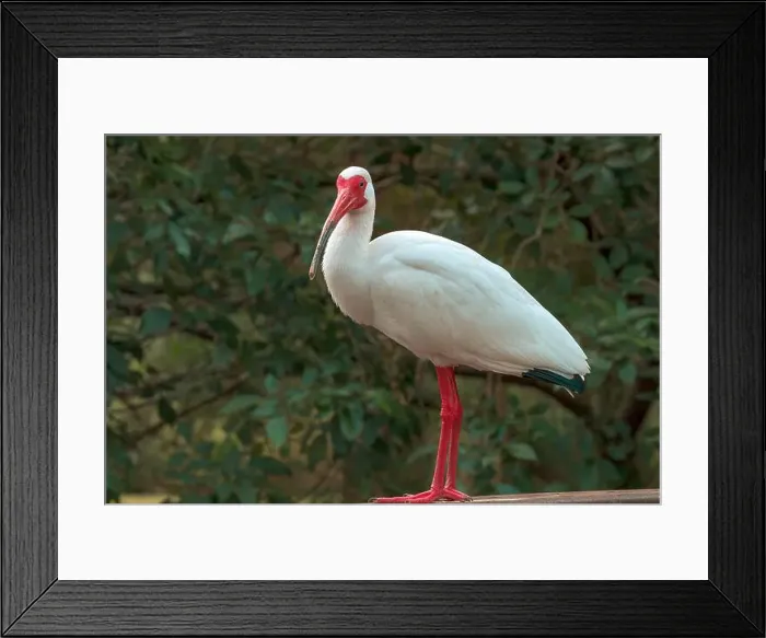 Framed Print : Ibis Framed Print : Ibis