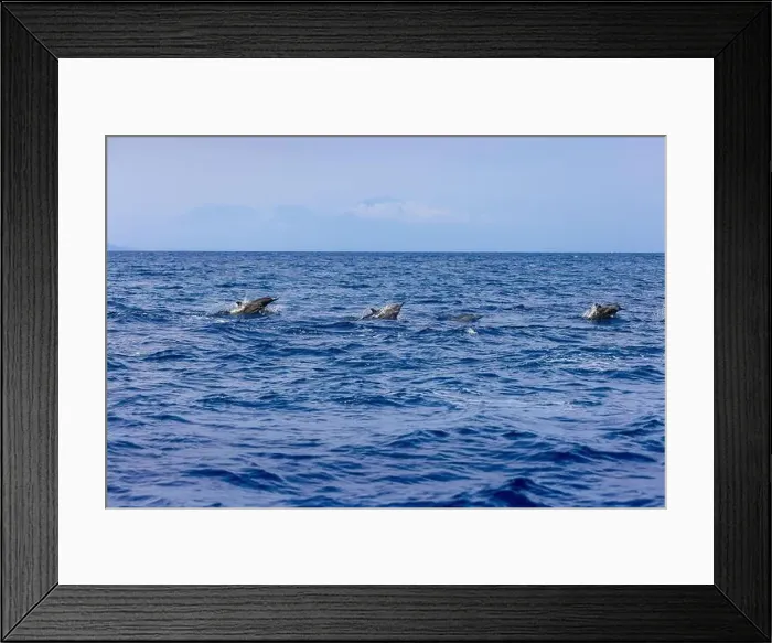 Framed Print : Dolphins in the sea near Lovina, Bali, Indonesia Framed Print : Dolphins in the sea near Lovina, Bali, Indonesia