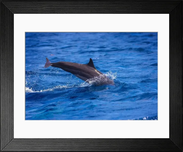 Framed Print : Dolphins in the sea near Lovina, Bali, Indonesia Framed Print : Dolphins in the sea near Lovina, Bali, Indonesia