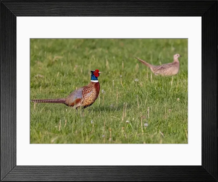 Framed Print : Male pheasant with female hen at Ninepipe National Wildlife Refuge near Ronan, Montana, USA. (Editorial Use Only) Framed Print : Male pheasant with female hen at Ninepipe National Wildlife Refuge near Ronan, Montana, USA. (Editorial Use Only)
