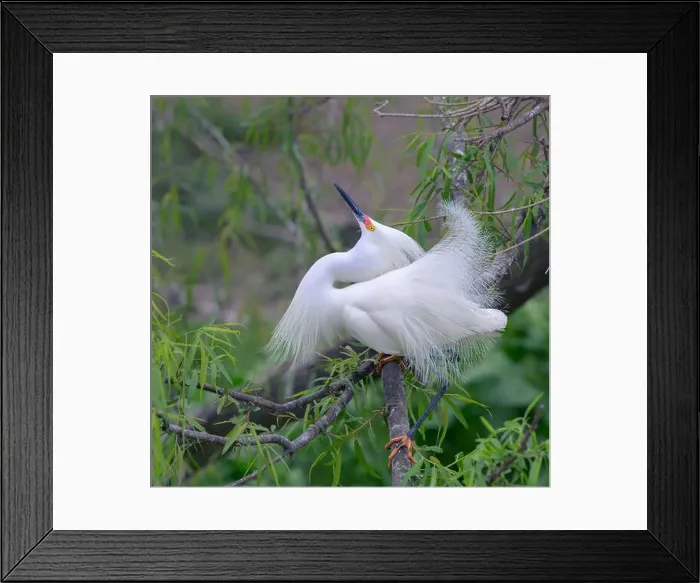 Framed Print : Snowy egret (Egretta thula) male displaying in breeding plumage, High Island, Texas, USA Framed Print : Snowy egret (Egretta thula) male displaying in breeding plumage, High Island, Texas, USA
