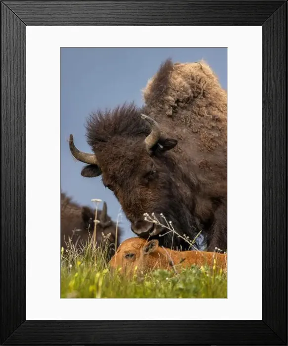 Framed Print : Bison mother with newborn calf at the National Bison Range in Moiese, Montana, USA. (Editorial Use Only) Framed Print : Bison mother with newborn calf at the National Bison Range in Moiese, Montana, USA. (Editorial Use Only)