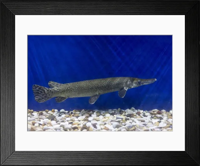 Framed Print : Close-up of Alligator gar in the aquarium. Side view of Alligator gar Framed Print : Close-up of Alligator gar in the aquarium. Side view of Alligator gar