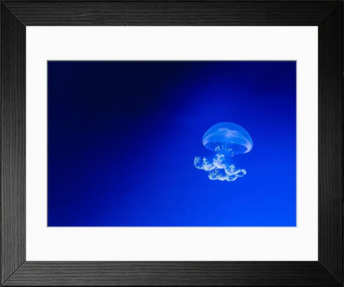 Framed Print : A lion's mane jellyfish underwater Framed Print : A lion's mane jellyfish underwater