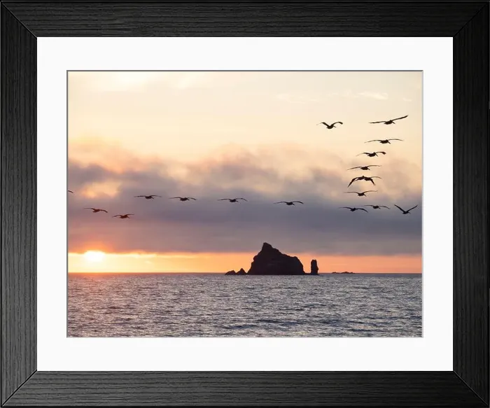 Framed Print : Silhouette of pelican in flight over water. Rialto Beach, Olympic Peninsula, Washington State Framed Print : Silhouette of pelican in flight over water. Rialto Beach, Olympic Peninsula, Washington State