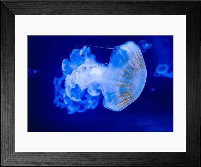Framed Print : Blurry Colorful Jellyfishes floating on waters. Blue Moon jellyf Framed Print : Blurry Colorful Jellyfishes floating on waters. Blue Moon jellyf
