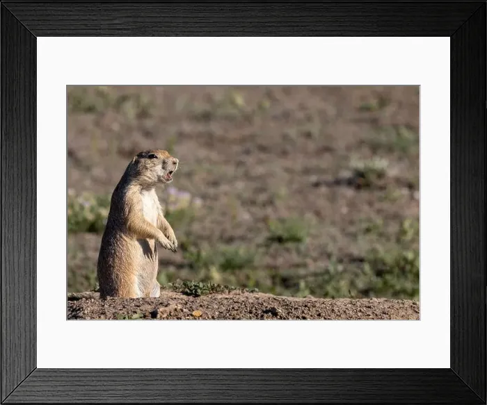 Framed Print : Prairie dogs in Theodore Roosevelt National Park, North Dakota, USA. (Editorial Use Only) Framed Print : Prairie dogs in Theodore Roosevelt National Park, North Dakota, USA. (Editorial Use Only)
