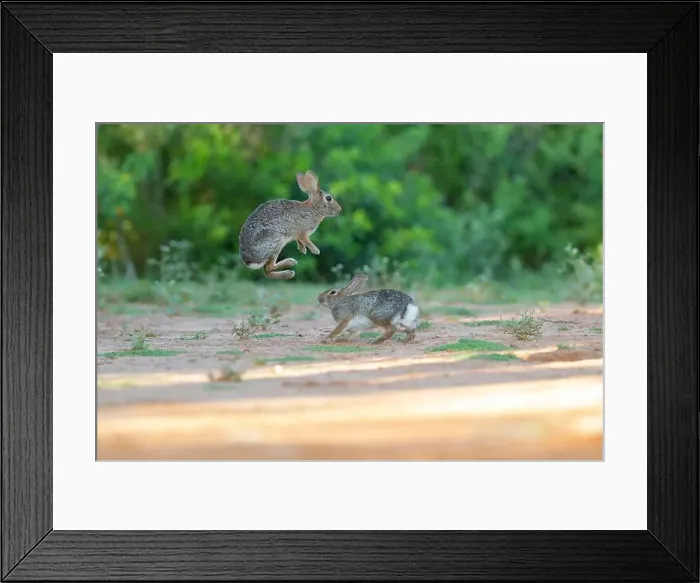 Framed Print : Desert cottontail, South Texas Framed Print : Desert cottontail, South Texas