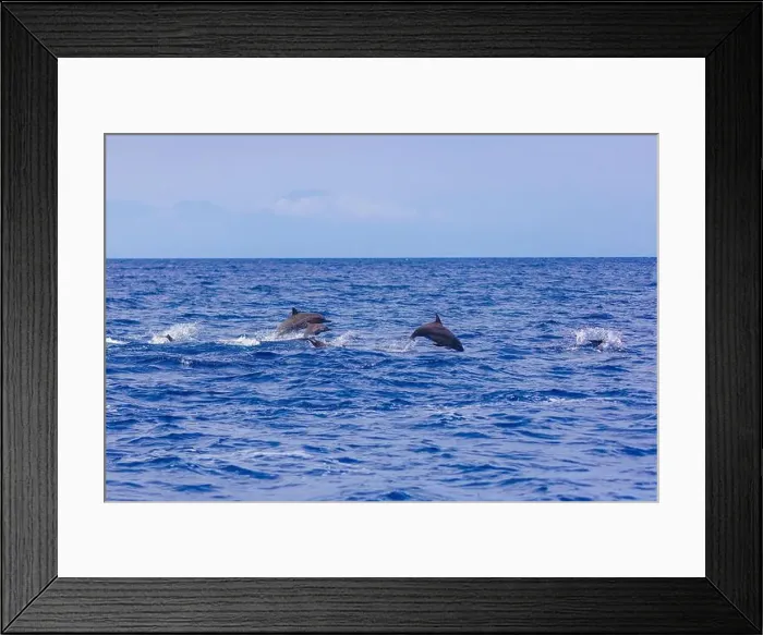 Framed Print : Dolphins in the sea near Lovina, Bali, Indonesia Framed Print : Dolphins in the sea near Lovina, Bali, Indonesia