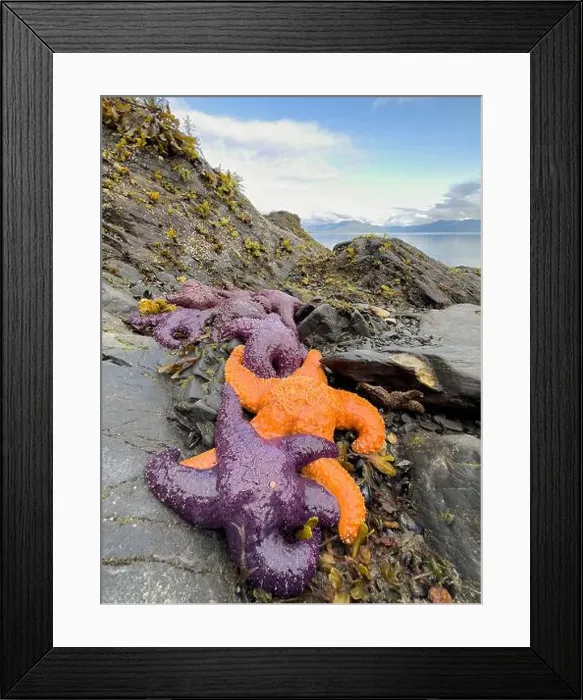 Framed Print : Purple and orange starfish on shore at low tide, Alaska, USA Framed Print : Purple and orange starfish on shore at low tide, Alaska, USA