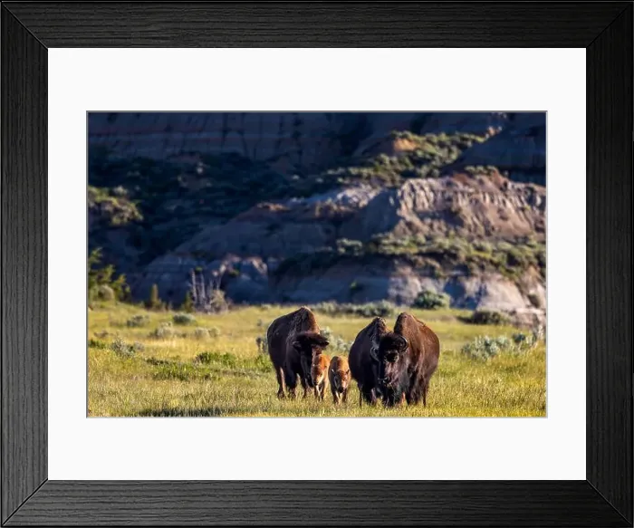 Framed Print : Bison with calves in Theodore Roosevelt National Park, North Dakota, USA. (Editorial Use Only) Framed Print : Bison with calves in Theodore Roosevelt National Park, North Dakota, USA. (Editorial Use Only)
