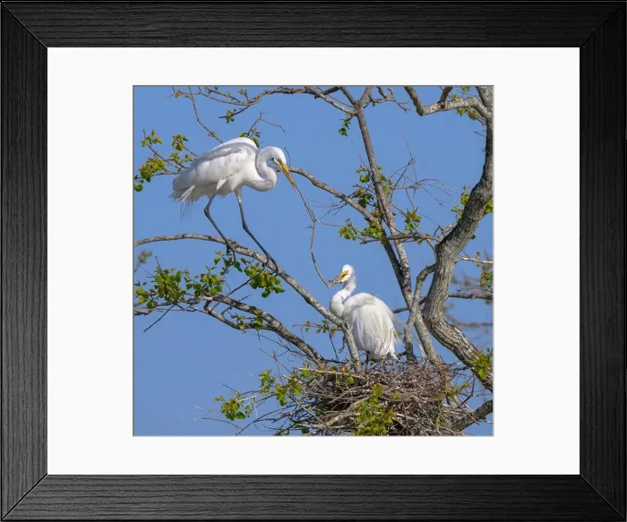 Framed Print : A pair of great egrets (Ardea alba) building nest, Houston area, Texas, USA Framed Print : A pair of great egrets (Ardea alba) building nest, Houston area, Texas, USA