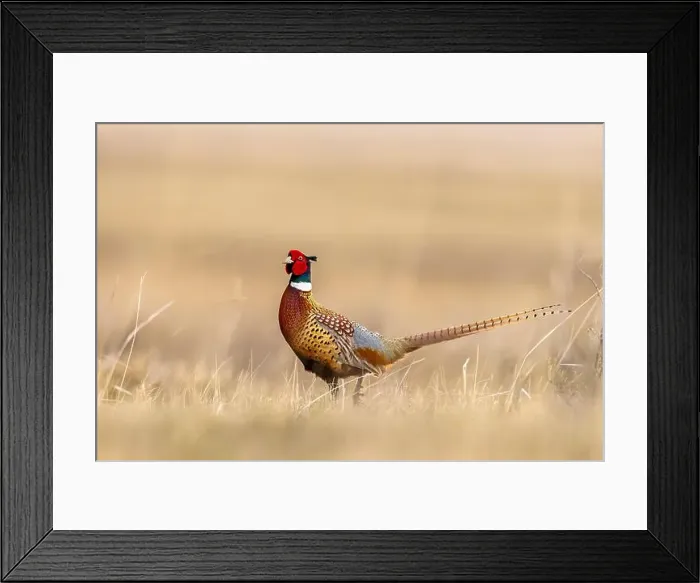 Framed Print : Male pheasant at Bowdoin National Wildlife Refuge near Malta, Montana, USA. (Editorial Use Only) Framed Print : Male pheasant at Bowdoin National Wildlife Refuge near Malta, Montana, USA. (Editorial Use Only)
