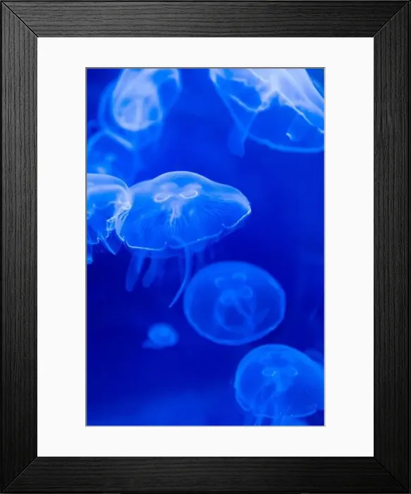Framed Print : Blurry Colorful Jellyfishes floating on waters. Blue Moon jellyf Framed Print : Blurry Colorful Jellyfishes floating on waters. Blue Moon jellyf