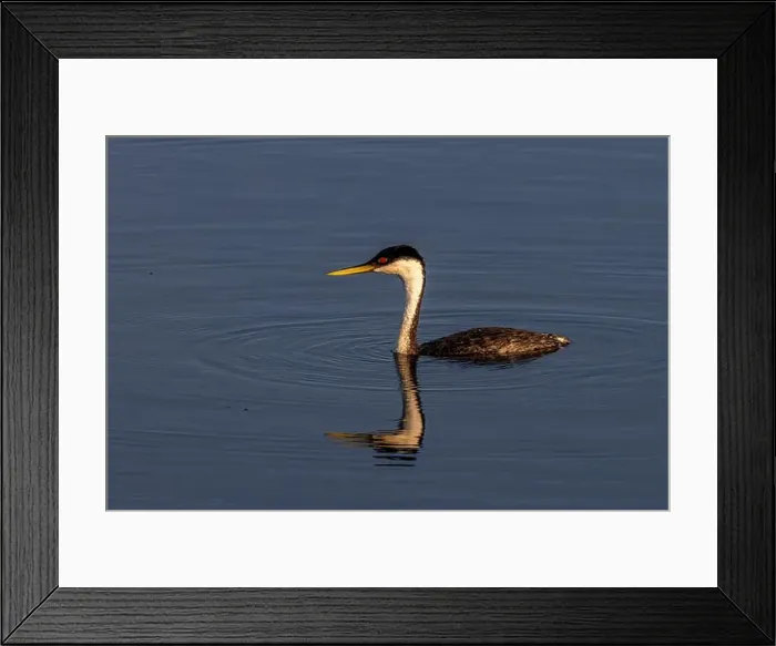 Framed Print : Male western grebe at Ninepipe National Wildlife Refuge in the Mission Valley, Montana, USA. (Editorial Use Only) Framed Print : Male western grebe at Ninepipe National Wildlife Refuge in the Mission Valley, Montana, USA. (Editorial Use Only)