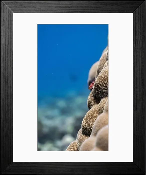 Framed Print : Christmas tree worms on a coral reef off Fuvahmulah, Maldives
