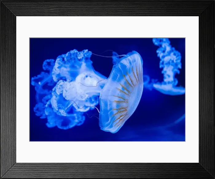 Framed Print : Blurry Colorful Jellyfishes floating on waters. Blue Moon jellyf Framed Print : Blurry Colorful Jellyfishes floating on waters. Blue Moon jellyf