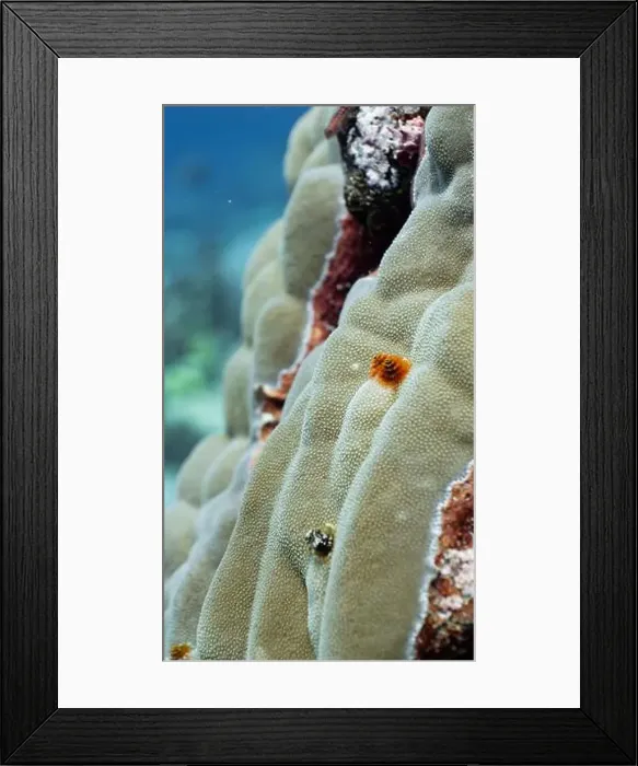 Framed Print : Christmas tree worms on a coral reef off Fuvahmulah, Maldives Framed Print : Christmas tree worms on a coral reef off Fuvahmulah, Maldives