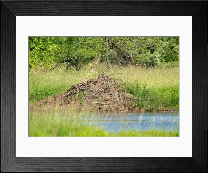 Framed Print : Ridgefield National Wildlife Refuge, Ridgefield, Washington State, USA. North American Beaver lodge in a pond Framed Print : Ridgefield National Wildlife Refuge, Ridgefield, Washington State, USA. North American Beaver lodge in a pond