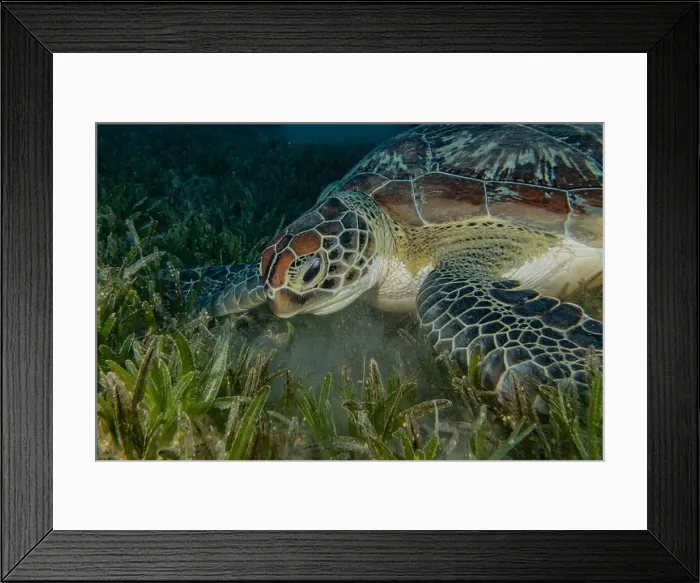 Framed Print : Hawksbill sea turtle in the Red Sea, Eilat Israel Framed Print : Hawksbill sea turtle in the Red Sea, Eilat Israel